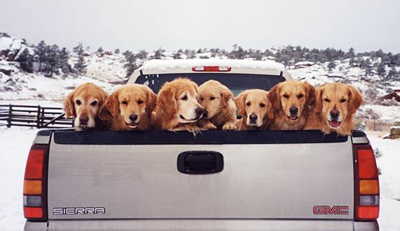 Golden Retrievers